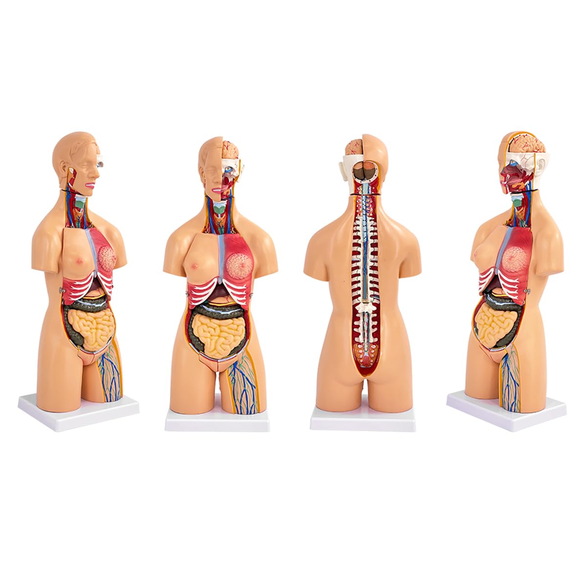 Anatomiczny model ludzkiego tułowia, 55 cm, 21 wyjmowanych organów dla studentów medycyny, lekarzy i nauczycieli, narzędzie edukacyjne unisex, idealne do nauki anatomii