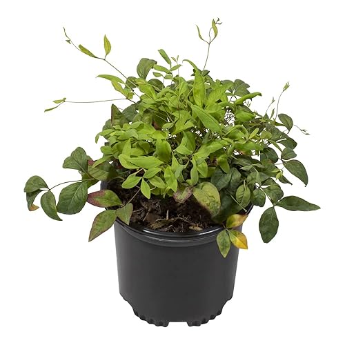 Nandina Domestica Heavenly Bamboo Plant Live, Nandina Plant Outdoor Plants