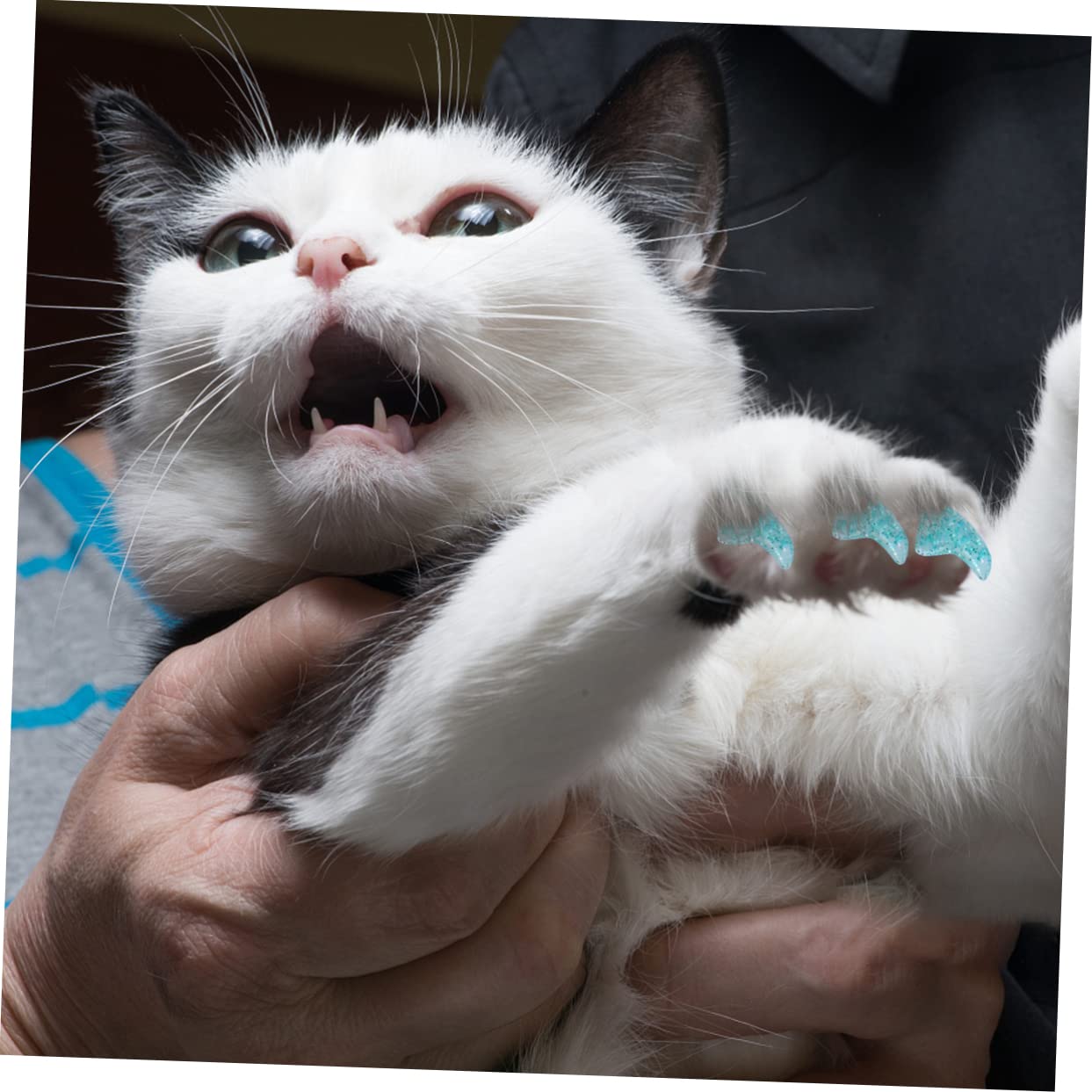 Toddmomy 300 Pièces Ensemble D'Ongles pour Animaux De Compagnie Capuchons De Griffes De Chat Capuchons D'Ongles pour Animaux De Compagnie Capuchons De Griffes pour Chats Couvre-Griffes De