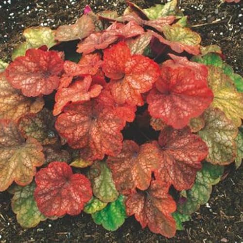 UIOTER Heuchera Coral Bells 2-Pack