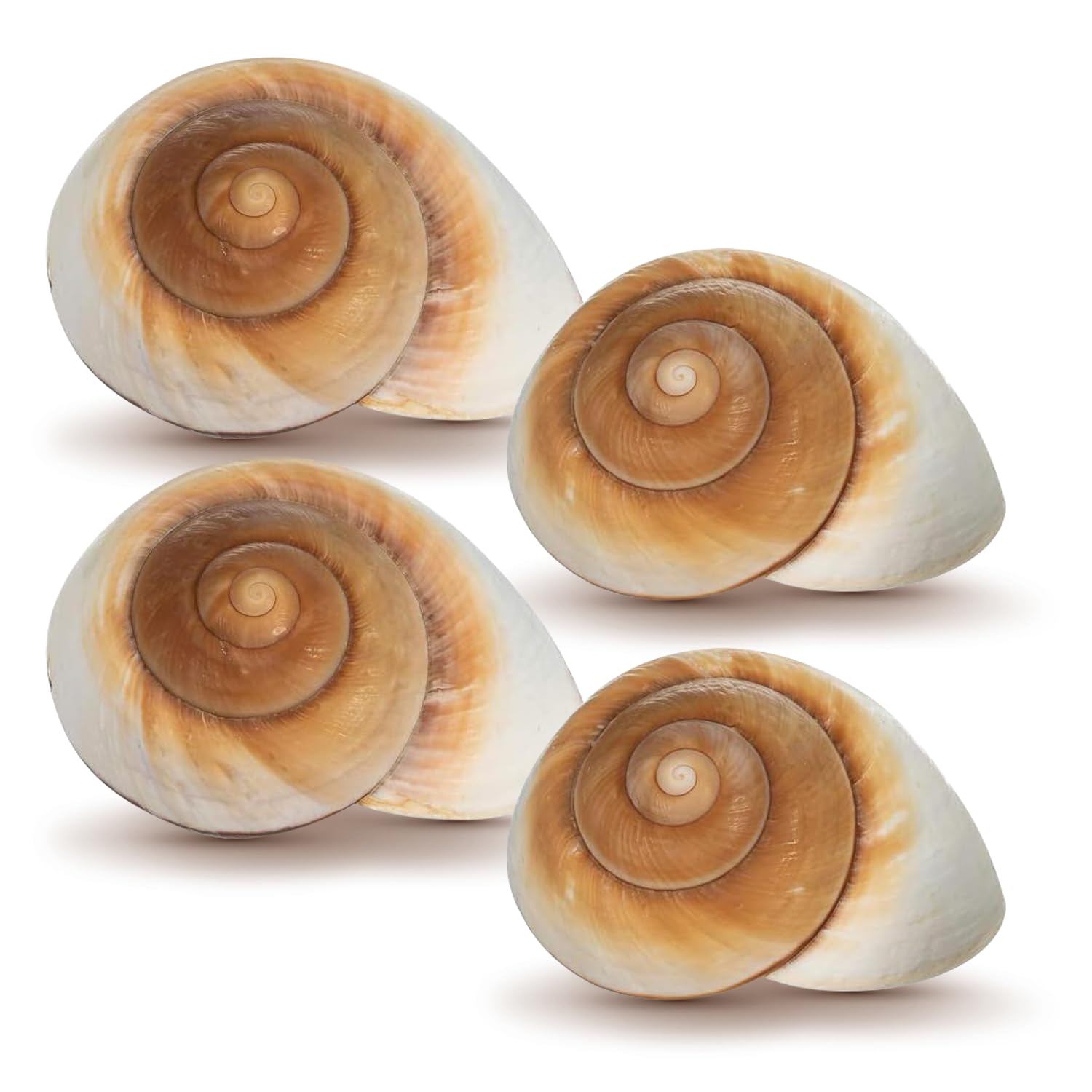 Hermit CrabShells | Shells for Hermit Crabs | 4 Muffin Snail Shells 2.5"- 3" | Opening Size Approx. 1.25" | HermitCrab House for Décor | Plus Free Nautical eBook by Joseph Rains
