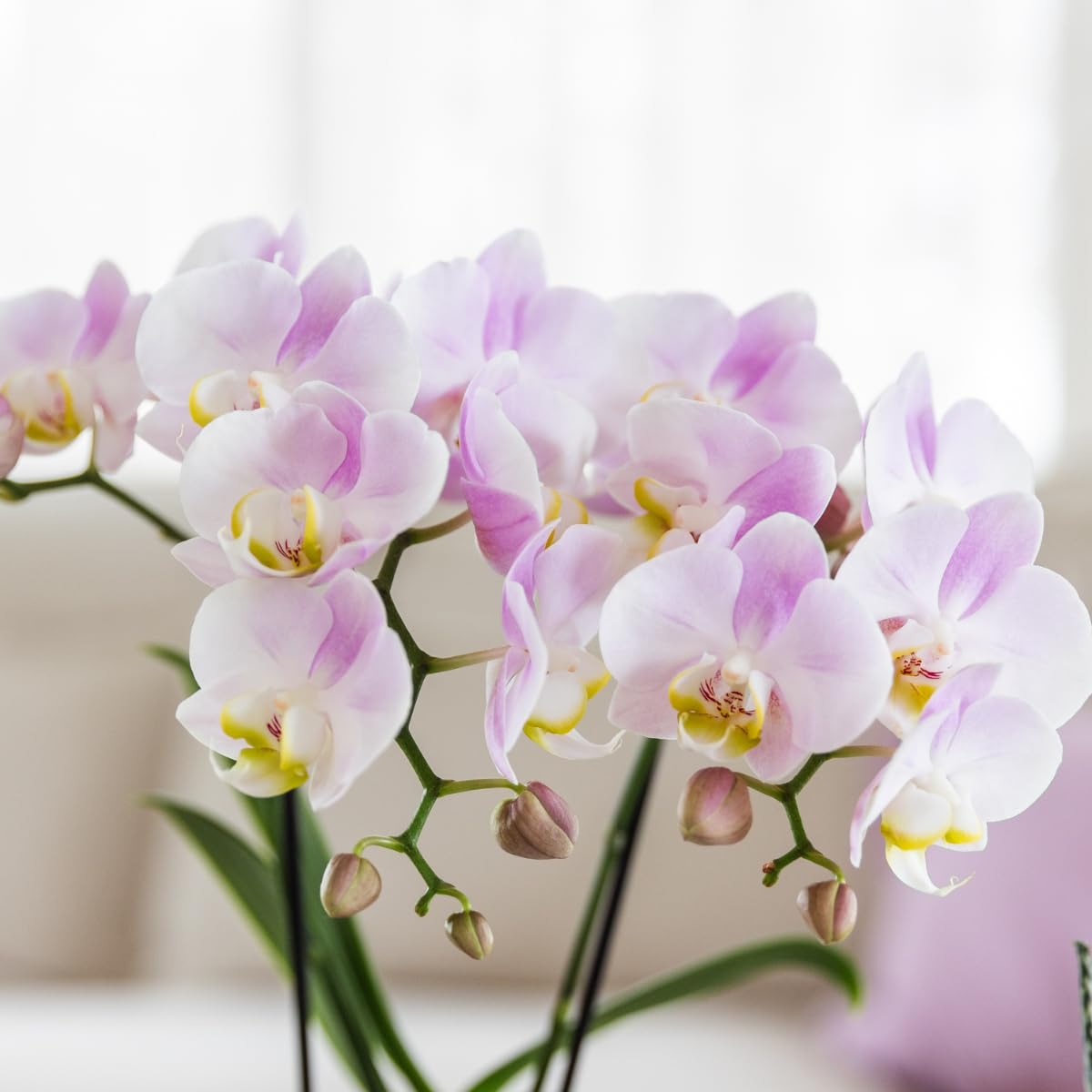 Kolibri Orchidées | Orchidée rose Portugal + Malaga Pot décoratif rose - Taille du pot Ø9cm | Plante d'intérieur fleurie - Frais du cultivateur