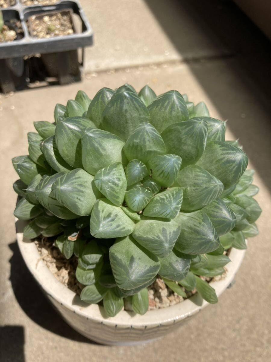 Amazon.co.jp: HUMOR多肉植物 ハオルシア「オブツーサ雫石 Amazon.co.jp: HUMOR多肉植物 ハオルシア「オブツーサ雫石