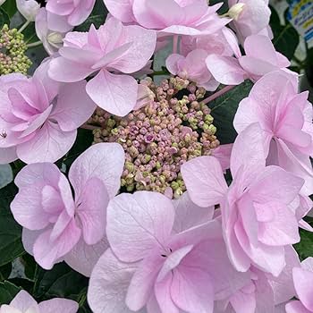 春の訪れ パールアカシアのハーフリース ピンクの紫陽花とともに 母の