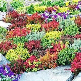 8 Mixed Heathers CALLUNA & Erica Varieties Colourful Flowering Plants