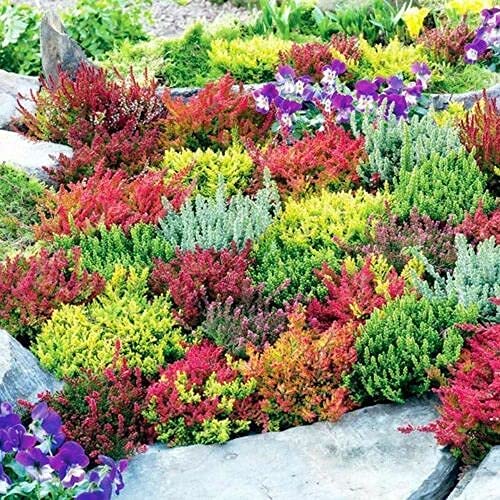 3 Mixed Heathers CALLUNA & Erica Varieties Colourful Flowering Plants