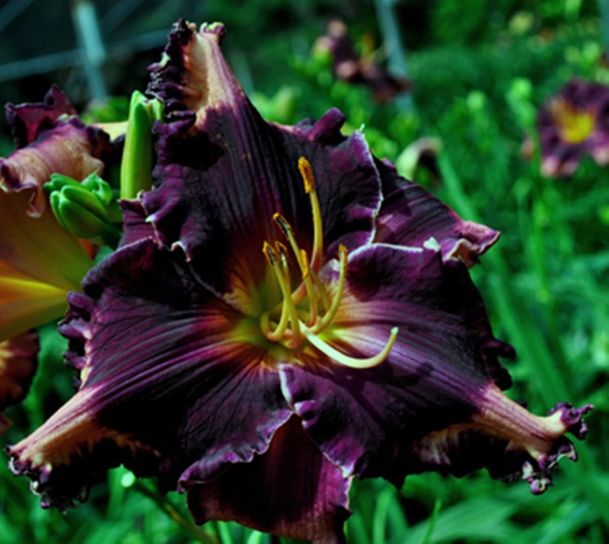 カンゾウの根茎 信頼できる売り手 観葉植物 不思議な色の珍しい花 バルブオブザイヤー 5球根 A 最安値に挑戦