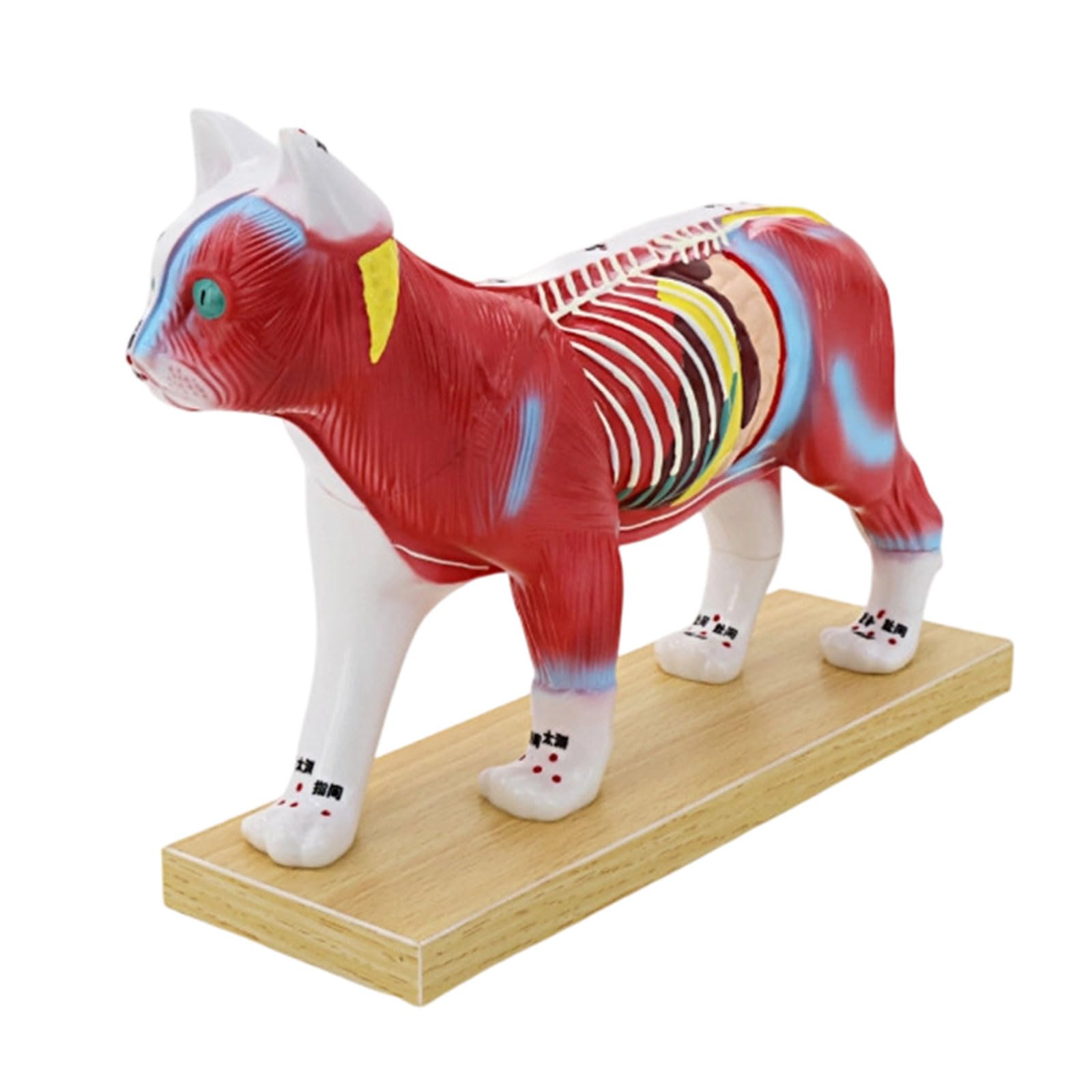 Modello veterinario professionale di agopunto con punti meridiani Modello anatomico canino e felino per addestramento clinico Anatomia animale Aguglio