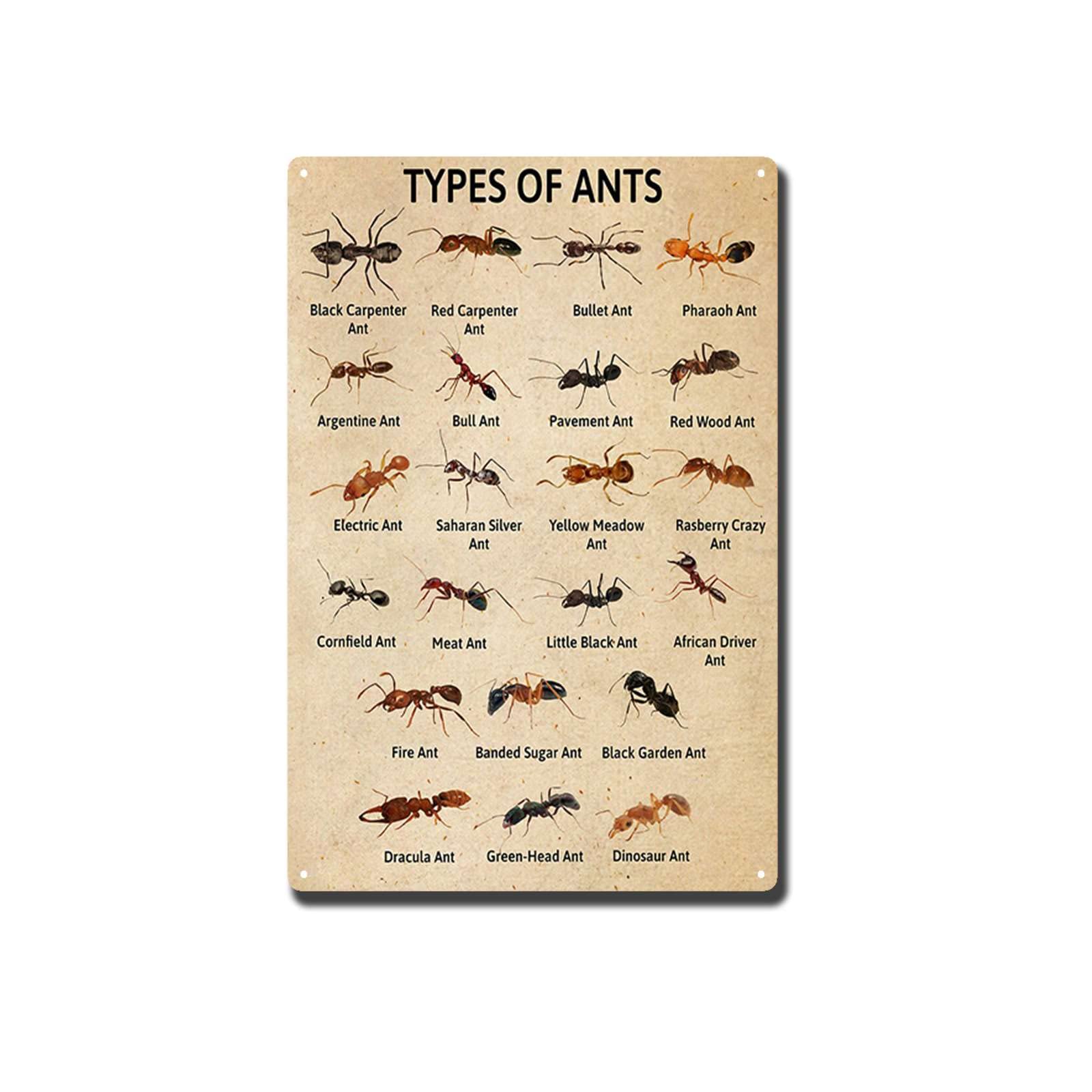 Tsezlojh Picture 4 Metal Tin Sign Ant Knowledge Poster Information Of Ant Knowledge Lover Ant Knowledge Wall Decor Types Of Ant Vertical Poster 8X12 Inch-Tin Painting