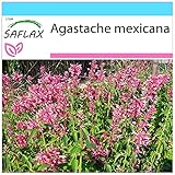 SAFLAX