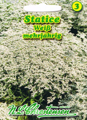 Statice weiß 'Limonium tataricum'Trockenblumen mehrjährig