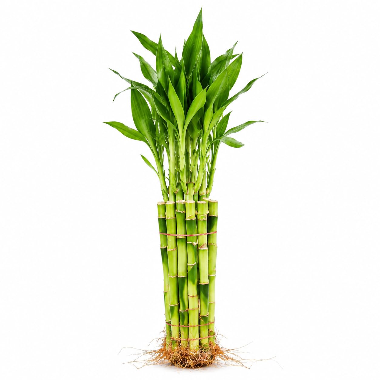 Lucky Bamboo Live Plant 10 Straight Stalks Set
