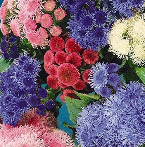 Miniatura 8 de Ageratum Mix 500+ semillas sin OMG para plantar