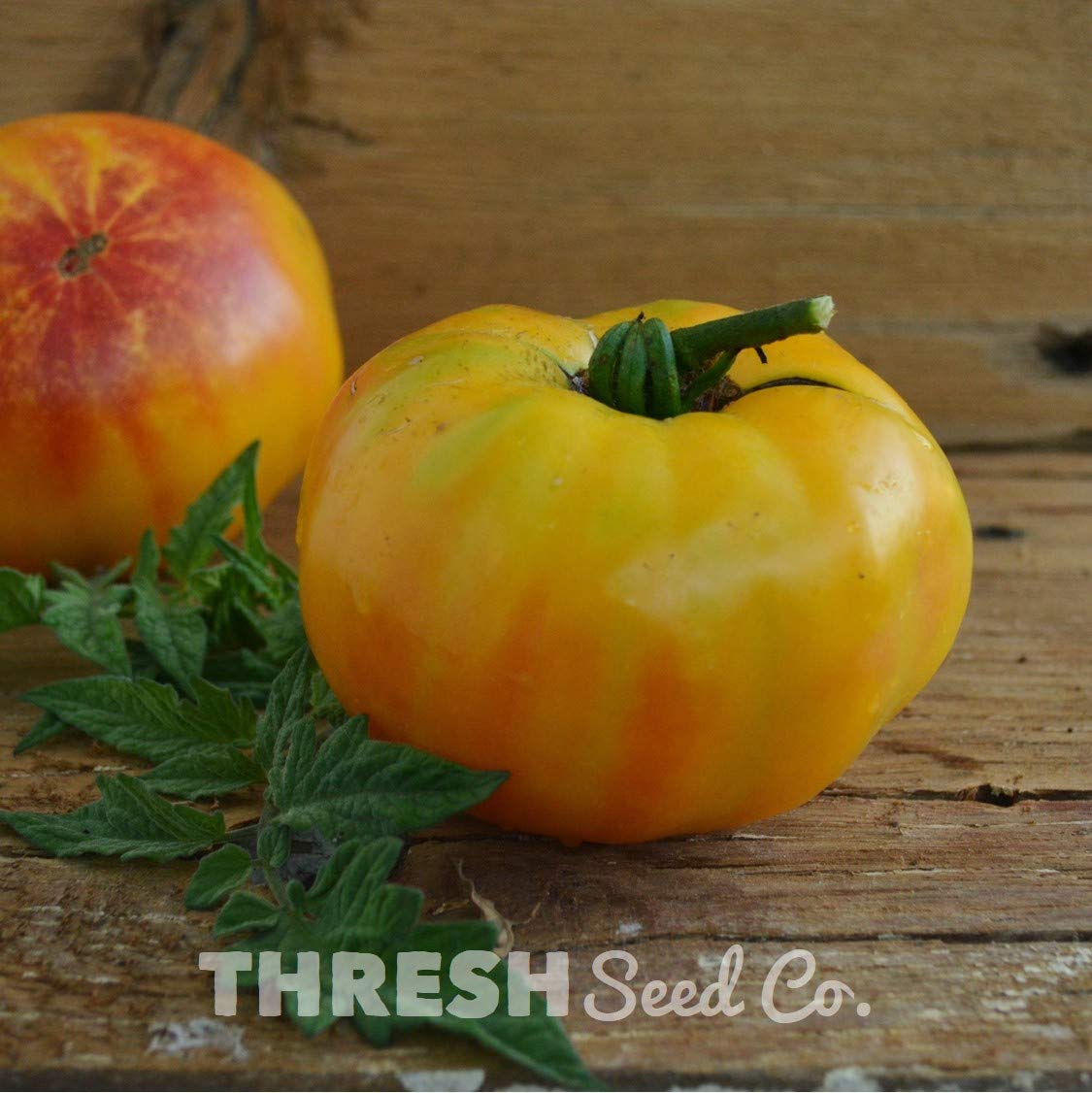 Gold Medal Heirloom Tomato - 50 Seeds - Open-Pollinated Variety, Sweet with Low-Acid Content, USA-Grown, Non-GMO Vegetable Seeds for Planting Outdoors in The Home Garden, Thresh Seed Company
