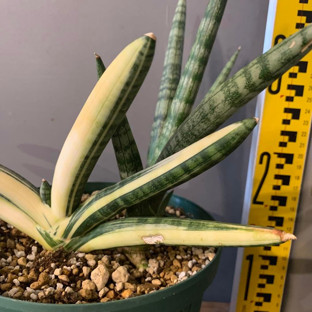 斑入り サンスベリア モンキーバナナ錦　子株付き 斑入り サンスベリア モンキーバナナ錦 子株付き 斑入り サンスベリア