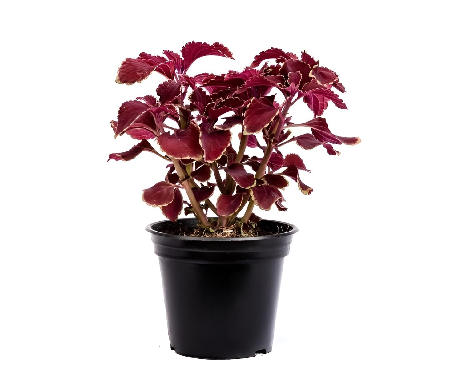 Green view Live Coleus red velvet coleus (red Plant)|Leaves Attractive Foliage Plant With Pot - 1 Healthy Live Plant (B0CWY3V6LW) Amazon Price History, Amazon Price Tracker