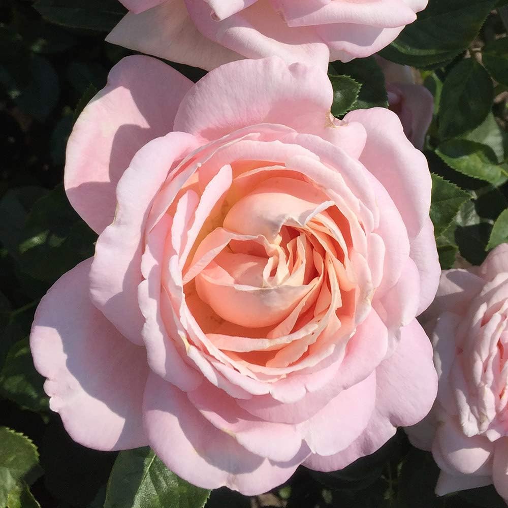 Heirloom Roses Rose Plant - Amazing Grace™ Pink Rose Bush, Shrub Live Plant for Planting Outdoors