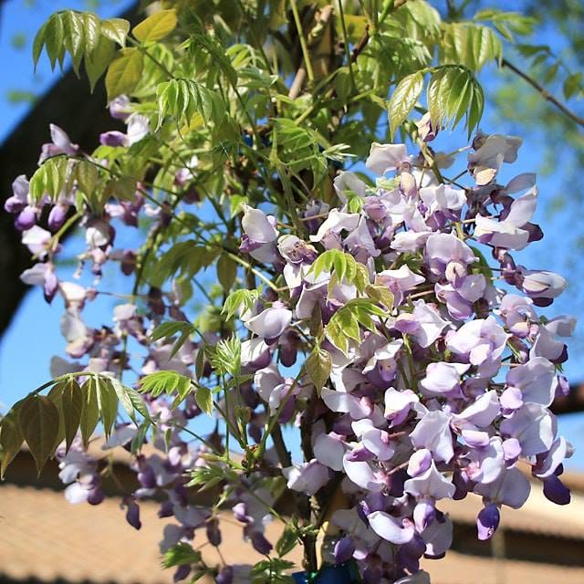 Wisteria Brakybotrys Ikoyama Fuji (Glicine Malva)  vaso 26 - Climbing  plant on pot 26 - height 200 cm : Amazon.com.be: Garden