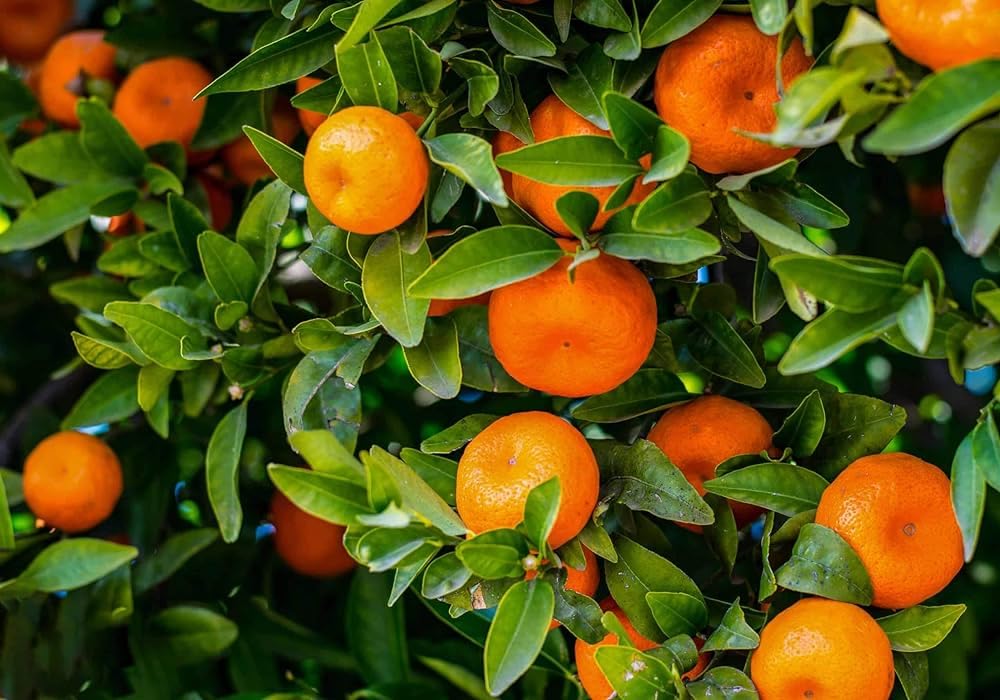 KAMENT ORANGE/KOMLA LEBU (PACK OF 2) - All Time Variety Grafted Fruit Live Plants & Tree