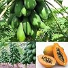 Dewin Papaya Seeds - Maradol Papaya Fruit Tree Plants Organic Seeds Home Garden Balcony 8St