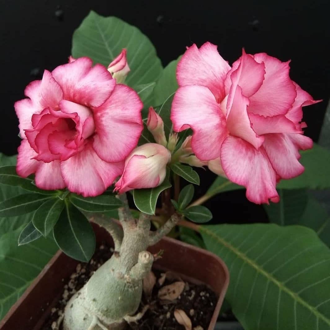 See full amazon price history chart for Lovely Adenium Desert Rose (Whites Pink) Flower Live Plant Original Variety Lovely Adenium Desert Rose (Whites Pink) Flower Live Plant Original Variety (B0BPDJ6P3K) Amazon Price History, Amazon Price Tracker