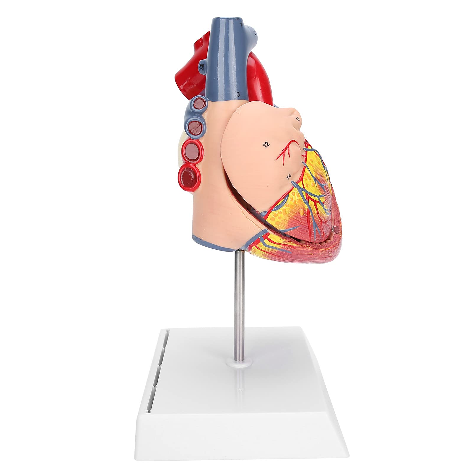 Yinhing 2X Dimensioni Reali Modello Cuore Umano Struttura Anatomica