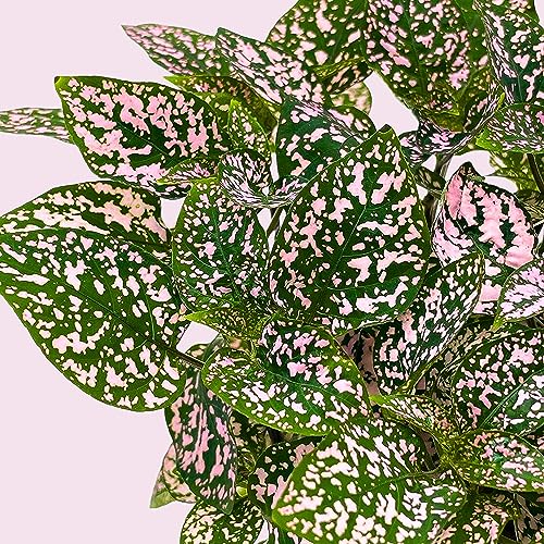 BubbleBlooms Pink Hypoestes Phyllostachya in a 4 inch Pot Polka Dot Flamingo Plant - Image 6
