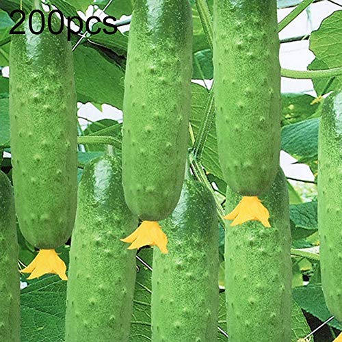 mothcattl Vegetable Seeds, Cucumber Purple Potato Tomato Potato Wheat Peas DIY Farm Garden Plant Vegetable Planting, Garden Farm Green Plant Decoration 200pcs Cucumber Seeds