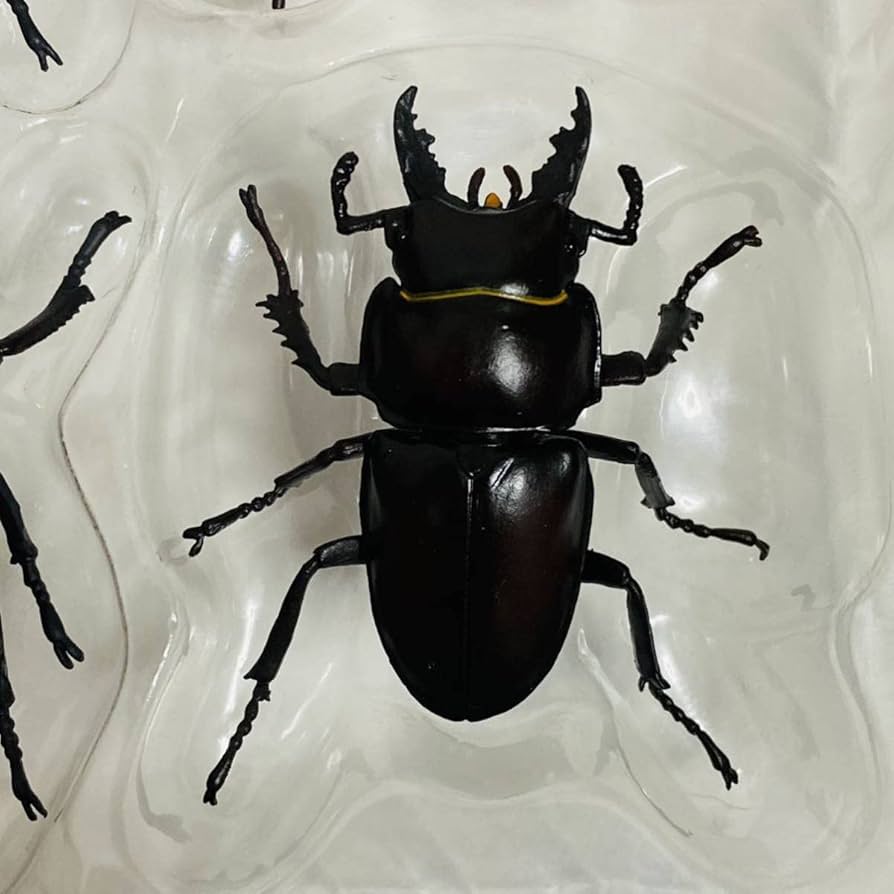 ユージン「原色昆虫類甲虫図鑑」株主優待 昆虫標本