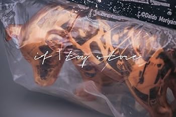 新品 未開封 伊勢丹限定 森山大道 × SECRET BASE 三沢の犬 61VoCzrtPQL._UF350,350_QL50_.jpg