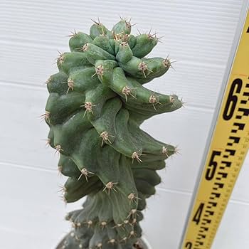 コ*ア様 サボテン スピラリス 3本セット　セレウス　大株　アガベ　多肉植物　カ Amazon.co.jp: 多肉植物 セレウス スピラリス 約7号 大型大株