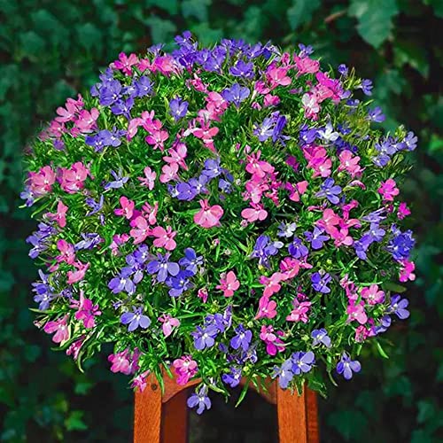 Dichmag 1500 Multiple Colors Creeping Thyme Seeds For Planting - Mix Creeping Thyme Ground Cover Flowers Seeds Easy To Grow #TOP4
