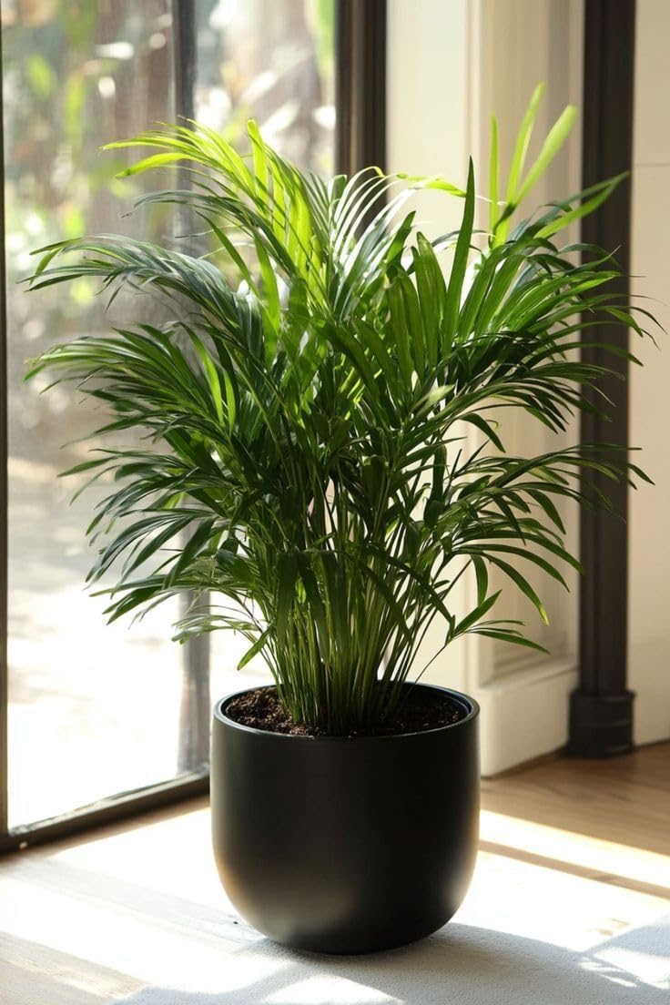 Organic Areca Palm Plant Live | Indoor Decoration Tree with Lush Green Leaves | Air Purifying Houseplant || Without Pot, singal Plants-image-36