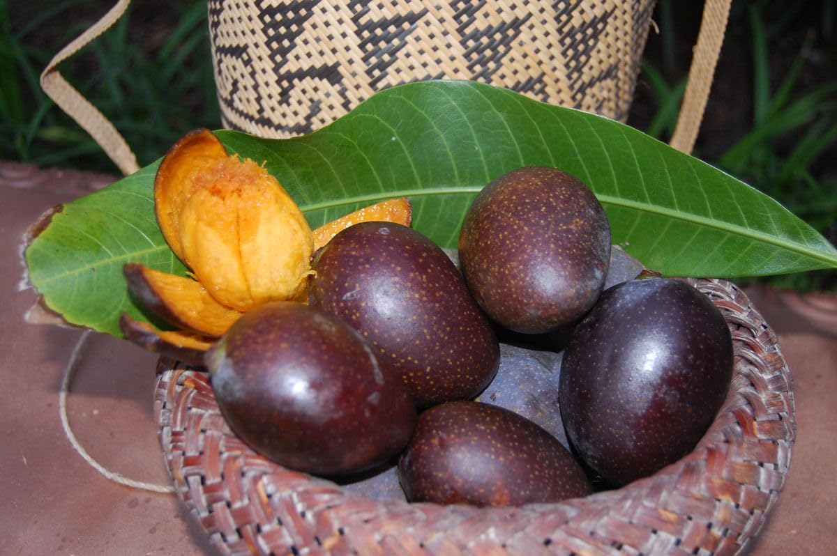 Rare Original Black Stone Mango Plant Live Upto 2feet Height Grafted Mature Plant Suitable for Container Gardening (Pack of 1) 1