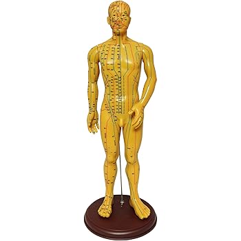 Amazon Monolife 人体模型 ツボ 針灸 鍼灸経穴模型 経絡 モデル 整体 マッサージ 学習用 52 5cm 男性 ソフトビニール タイプ Monolife 人体模型