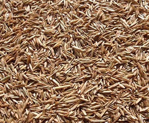 1,000 Annual Ryegrass Seeds Lawn Yard Garden Wildlife Grass Seed