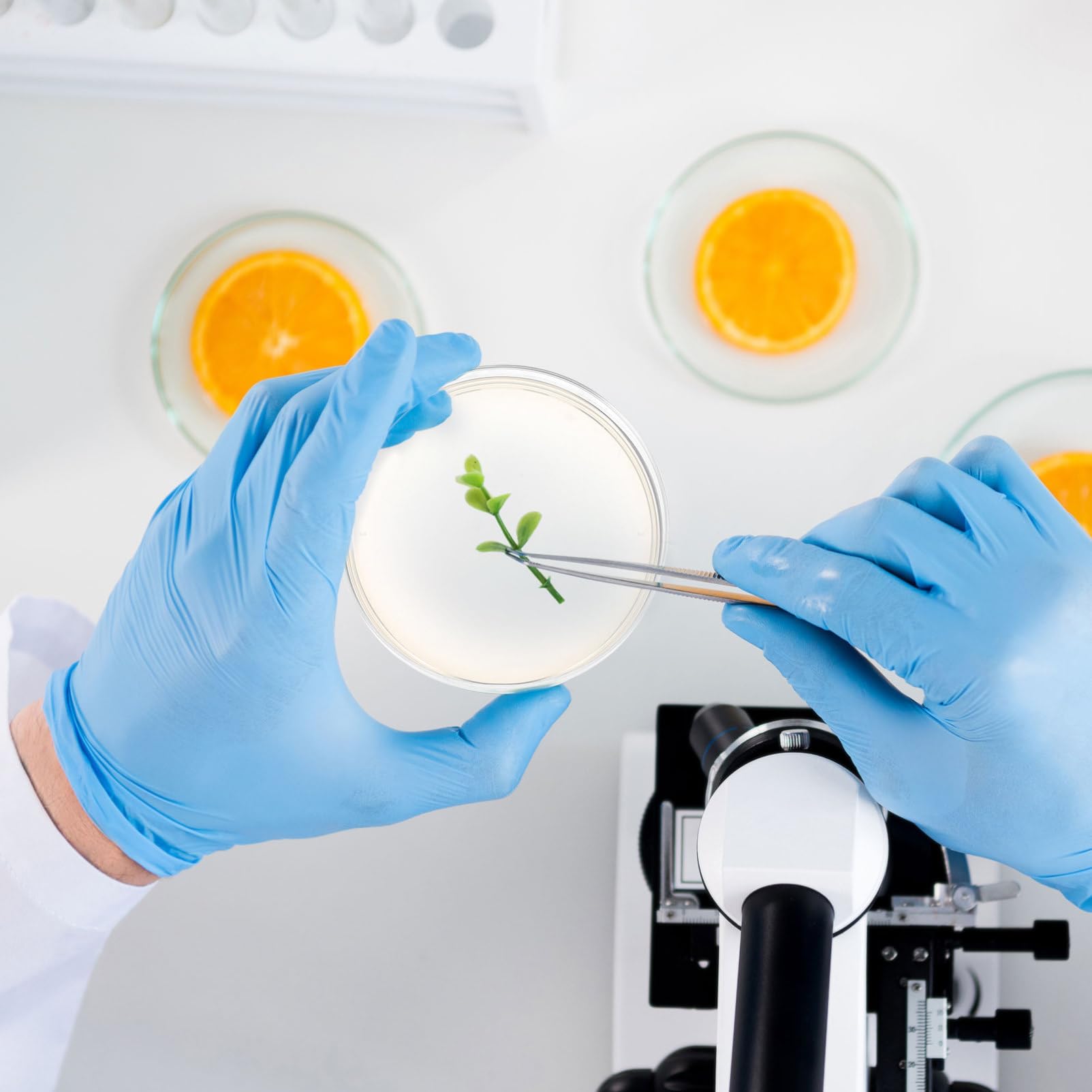 CLISPEED 10Piezas Placas de Petri de Agar Nutritivo Kit Científico de Unidades Experimentos de Microbiología Laboratorio y Clases de Ciencias