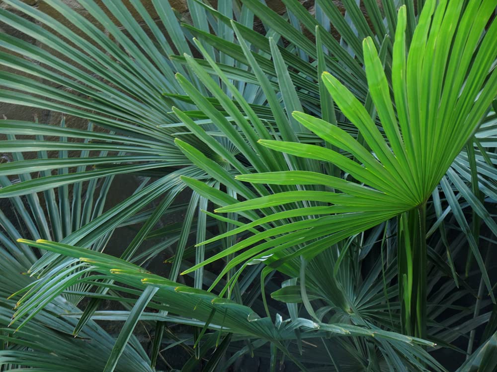 Bloomique - Washingtonia Robusta - Mexikanische Fächerpalme - Palme - Winterharte Balkonpflanzen - Gartenpflanzen Winterhart - Höhe 80-100 cm - Topf 21 cm
