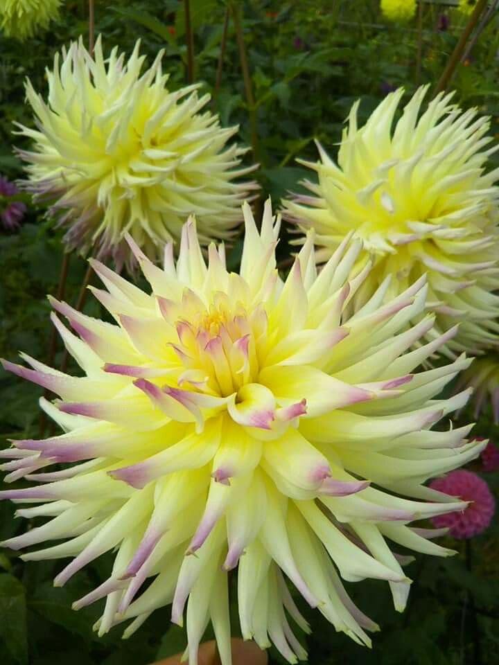 Image of SVG Imported Dahlia Flower Bulbs for Your Home and Gardening Pack of 2 Bulbs (lite green)