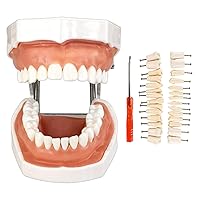 Vista 9 de Modelo de dientes Typodont con dientes extraíbles, modelo de dientes dentales adecuado para enseñanza, práctica y estudio, con un destornillador