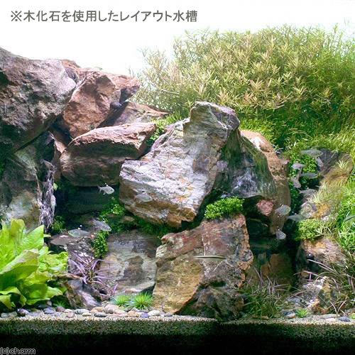 Amazon | 形状お任せ 木化石 サイズミックス（約5～20cm） 5kg