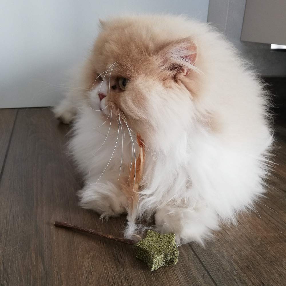 Erba Gatta Essiccata Croci Euphoria - 25g, Attivatore Naturale Per Giochi Gatti - Foto 3