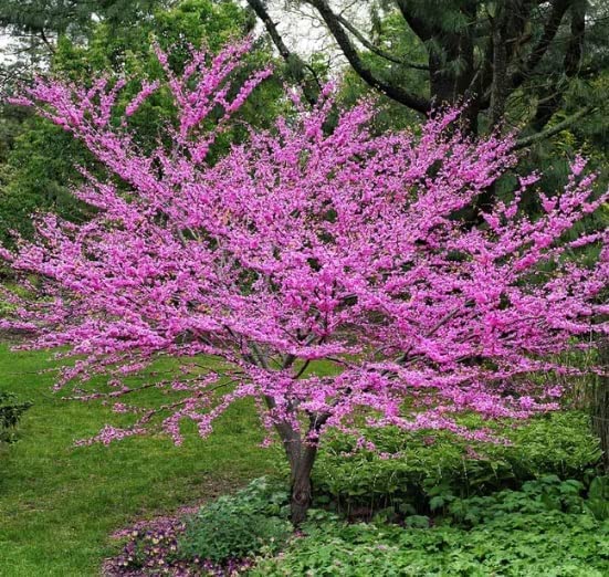 Live Tree Seedling for Planting - Grow Live Tree Plants - No Ship to California (Redbud)