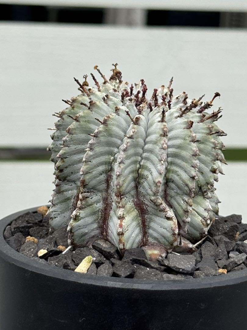 ☆極上品☆宇田ゼブラ　ゼブラホリダ　ホリダ　幅5.8cm Amazon.co.jp: 極上品宇田ゼブラ ゼブラホリダ ホリダ 幅5.8cm