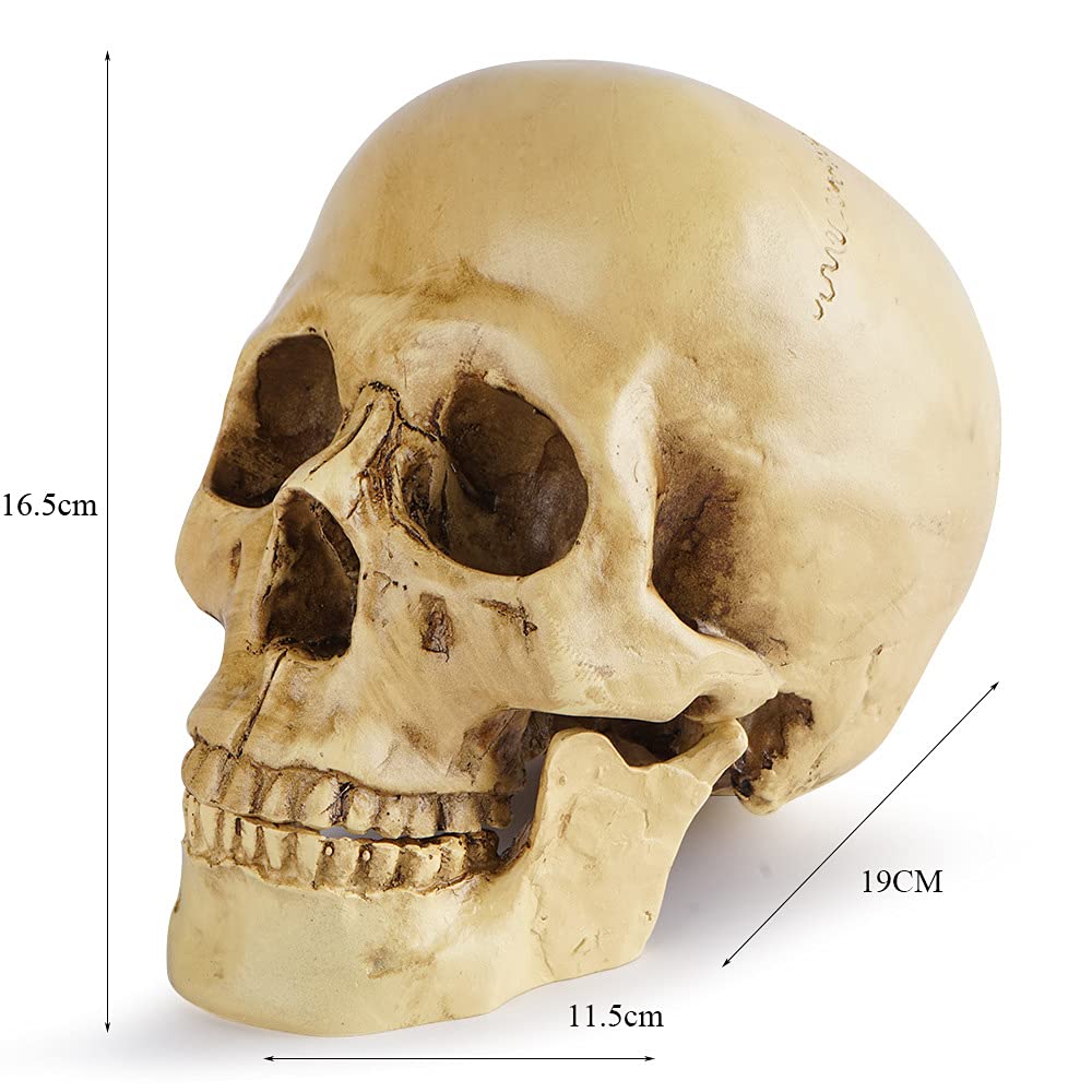 Amazon.com: LIXINDEE Life Size Human Skull Model 1:1 Replica