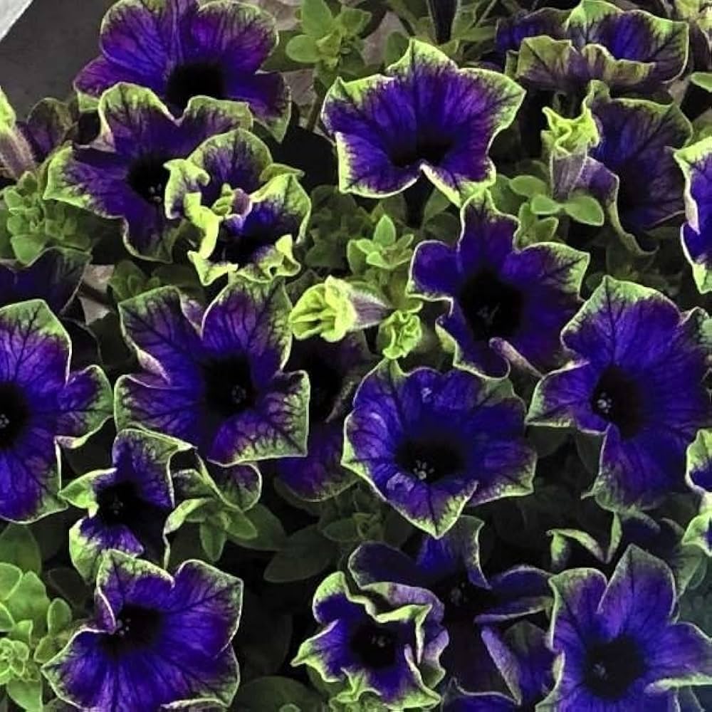 Amazon.co.jp: 花苗 ペチュニア 真輝 2株 / 国華園 25年春商品