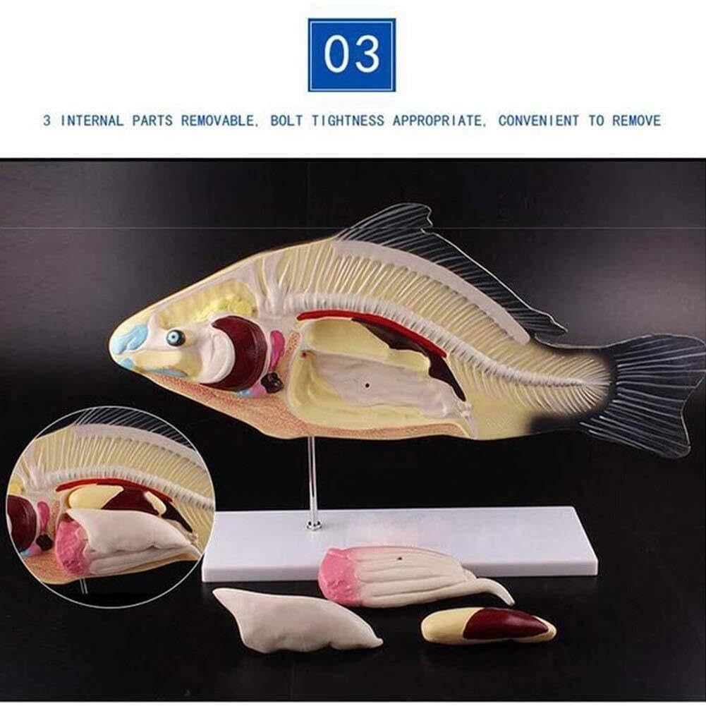 Modello anatomico di Organo di Pesce, sussidio didattico, Modello Biologico Animale, Materiale da Laboratorio in Miniatura, Strumento didattico per Lo Studio e l'insegnam