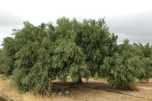 Agrotia | 5 Liter Extra natives Premium Olivenöl aus Kreta | Erste Güteklasse, Kaltextrahiert | 5 Liter Kanister