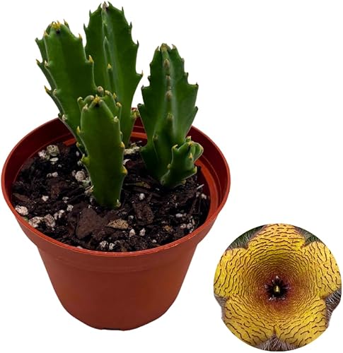 BubbleBlooms Stapelia gigantea, flor gigante de estrella de mar, huernia rara, planta gigante carroñera zulú, maceta de 4 pulgadas