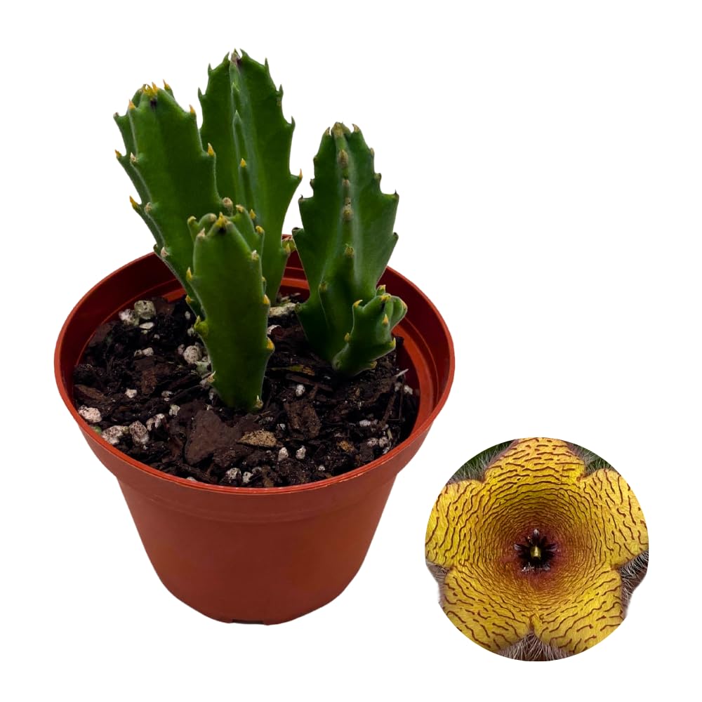 - BubbleBlooms Stapelia gigantea, Giant Starfish Flower, Rare Huernia, Zulu Carrion Giant Plant, 4 inch Pot